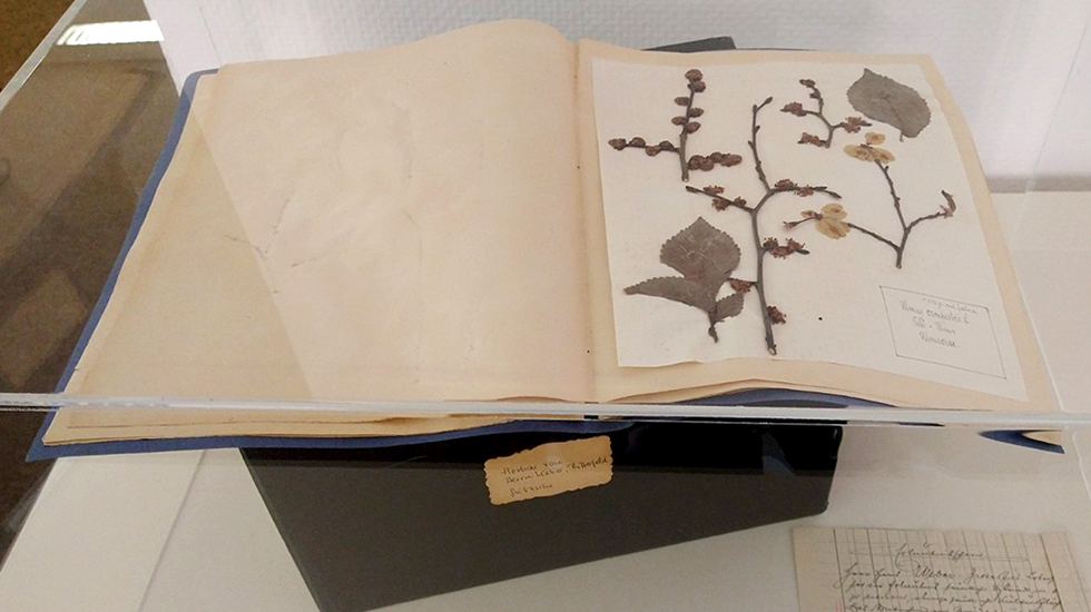 Herbarium aus der Ausstellung Vegetation unter Strom © Kreismuseum Bitterfeld